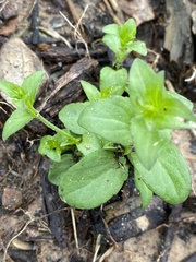 Triodanis