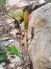 Amorphophallus paeoniifolius