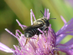 Osmia