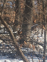 Sciurus niger