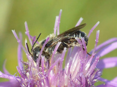 Osmia