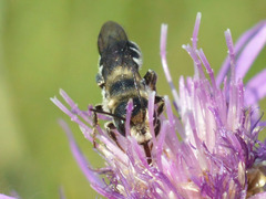 Osmia