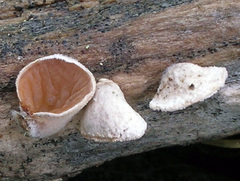 Schizophyllum amplum