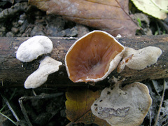 Schizophyllum amplum