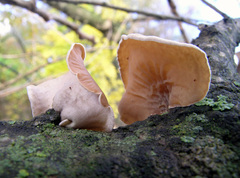 Schizophyllum amplum
