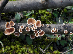 Schizophyllum amplum