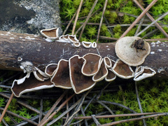 Schizophyllum amplum
