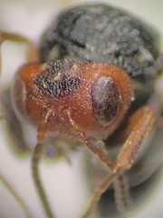 Cynipinae