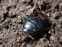 Pangaeus bilineatus