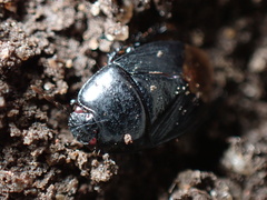 Pangaeus bilineatus
