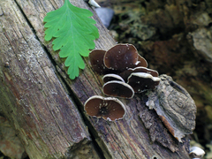 Schizophyllum amplum