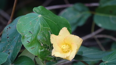 Hibiscus tiliaceus pernambucensis