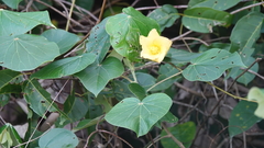Hibiscus tiliaceus pernambucensis