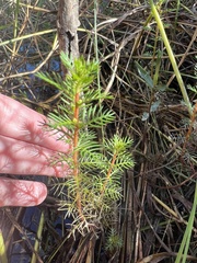 Proserpinaca pectinata