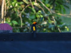 Icterus auricapillus