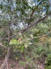 Pithecellobium keyense