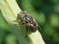 Eristalinus sepulchralis