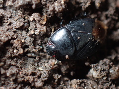 Pangaeus bilineatus
