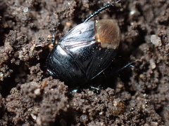Pangaeus bilineatus