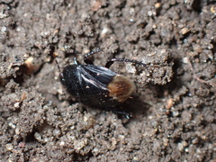 Pangaeus bilineatus