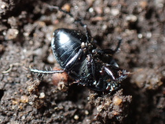 Pangaeus bilineatus