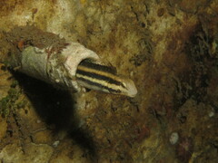 Petroscirtes breviceps