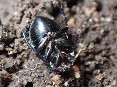 Pangaeus bilineatus