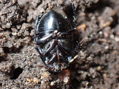 Pangaeus bilineatus