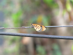 Acraea terpsicore