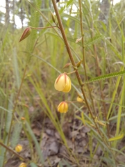 Chamaecrista mimosoides