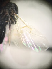 Cynipinae