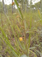 Chamaecrista mimosoides