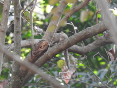 Funambulus tristriatus