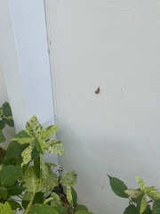 Megalopyge opercularis