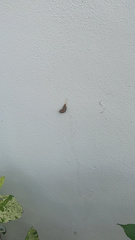 Megalopyge opercularis