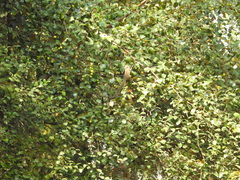 Funambulus tristriatus