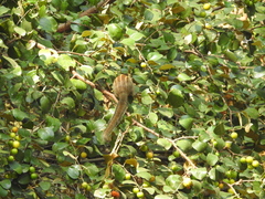 Funambulus tristriatus