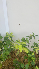 Megalopyge opercularis