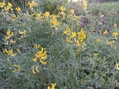Corydalis micrantha