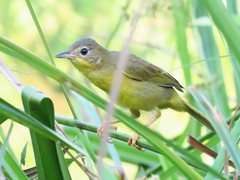Geothlypis aequinoctialis