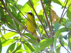 Geothlypis aequinoctialis