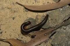 Ommatoiulus moreleti