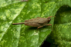 Systolederus cinereus