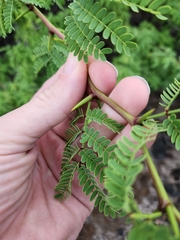 Prosopis pallida