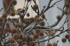 Carduelis carduelis