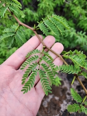 Prosopis pallida