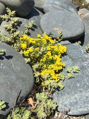 Oncosiphon suffruticosus