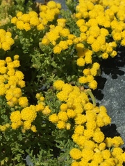 Oncosiphon suffruticosus