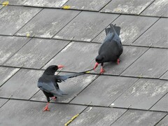 Pyrrhocorax pyrrhocorax pyrrhocorax