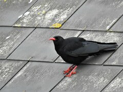 Pyrrhocorax pyrrhocorax pyrrhocorax